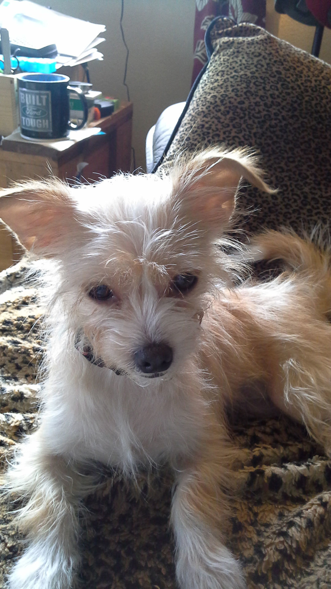 Pic of the Litter: Tinkerbelle